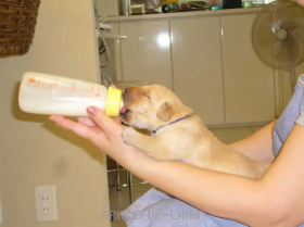 食欲旺盛な子犬